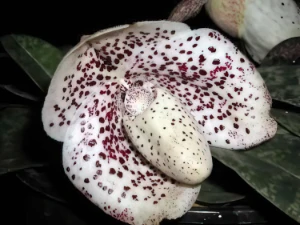 Bild von Paphiopedilum bellatulum t7